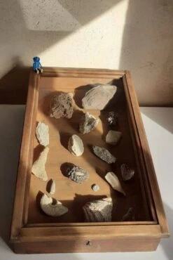 Old Sloping Fir Display Case -Bookcases Sales cc101f23 3408 486b ae7b 4eaad631c033